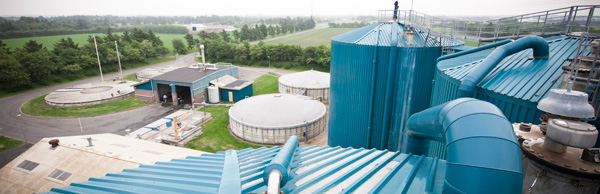 Crops for biogas